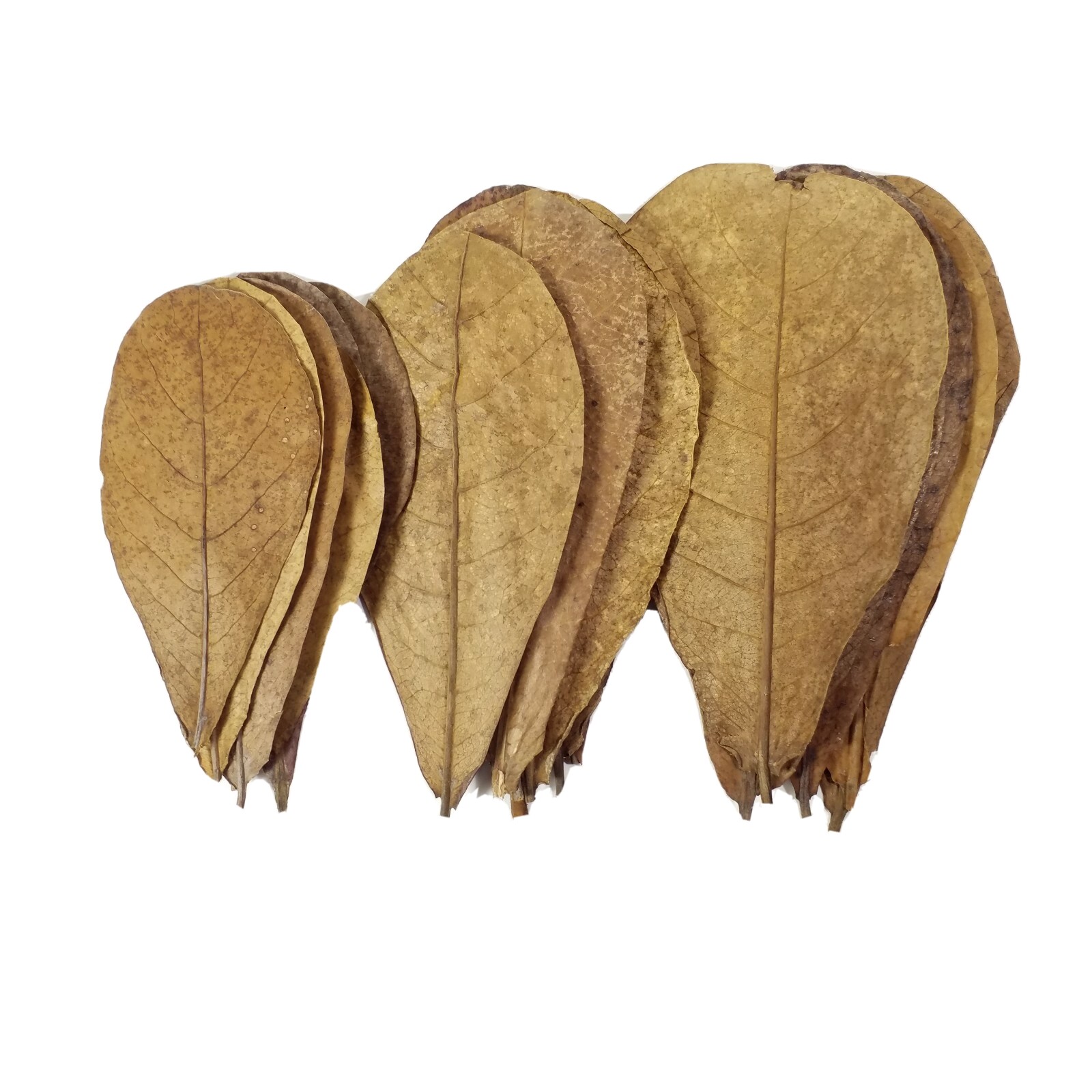 1000 leaves, 5"-8" Indian Catappa Almond Leaves, Tannin Rich, Premium Grade