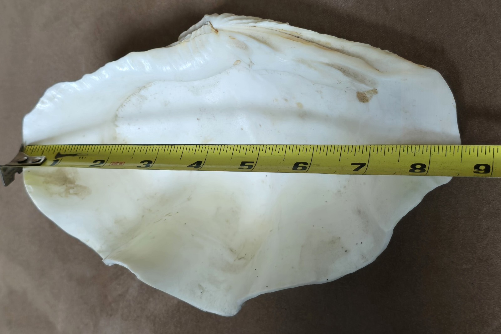 8½" Natural Giant Clam Shell Tridacna Gigas Seashell Nautical Decor Beach House