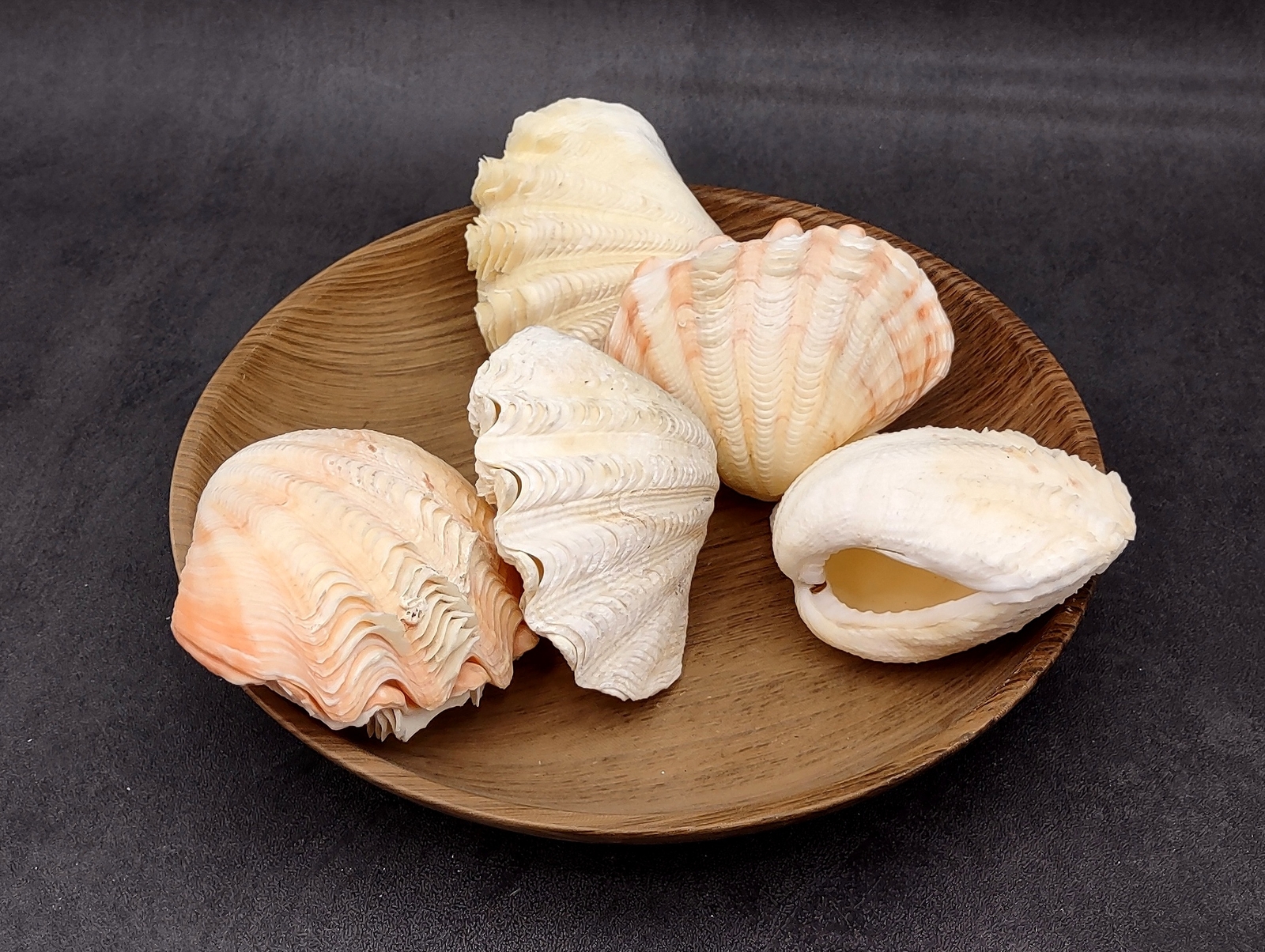 Derasa Clam Seashell White Tridacna Derasa (1 shell approx. 3+ inches)