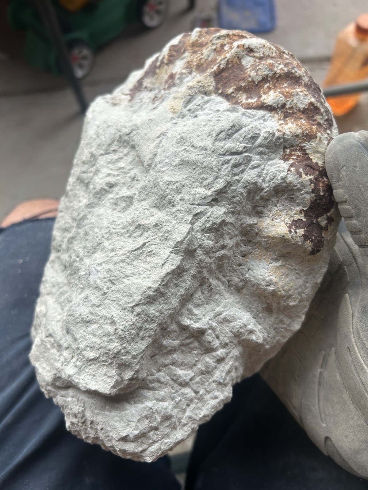 NICE 9.5” Dinosaur Age Mortoniceras Sp. Texas Fossil Ammonite! Both Sides Great!