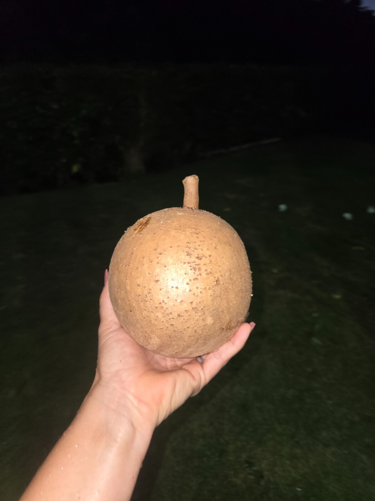 Mamey Tree (Pouteria sapota) Tropic / 1.5 @ 2 Mammea Americana / Free shippin