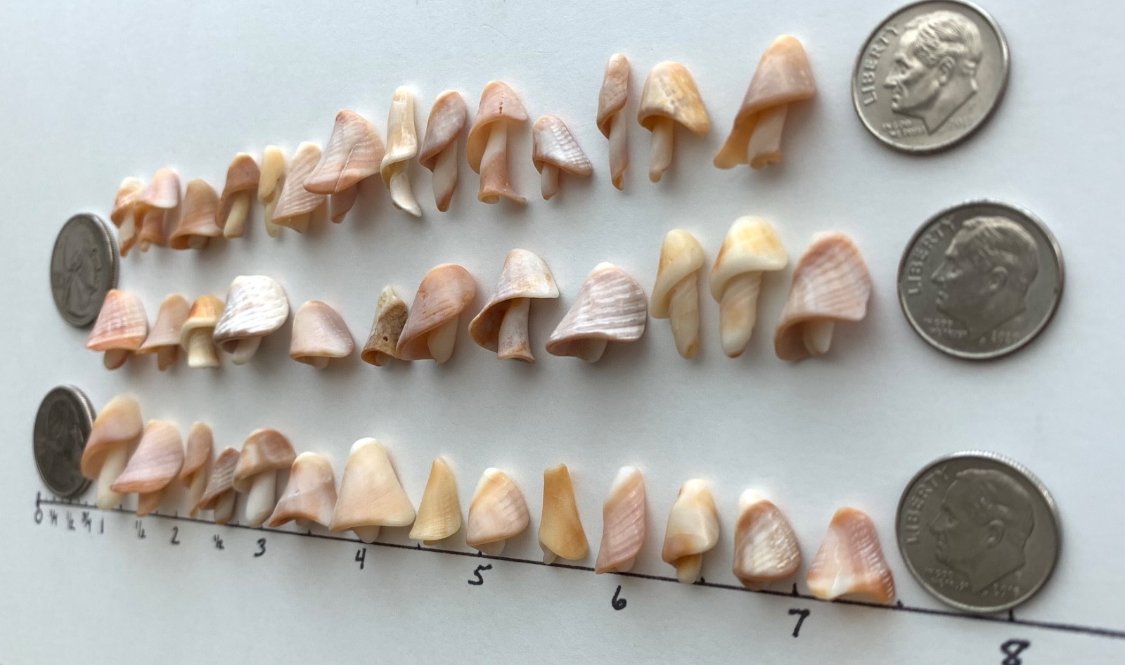 40 Mushroom Shell Beach Seashells Tree Natural Shaped Fragment Craft Dollhouse B