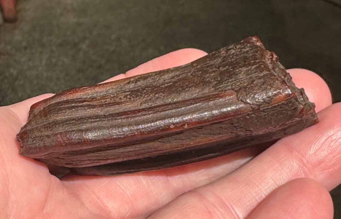 FOSSIL HORSE TOOTH EQUUS FLORIDA SUWANNEE RIVER ICE AGE fossilized specimen gift