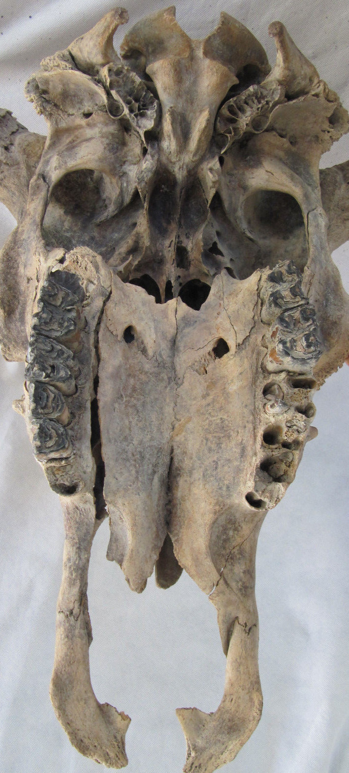 Buffalo Skull Bison Native American Natural History Old Fossil Artifact Decor