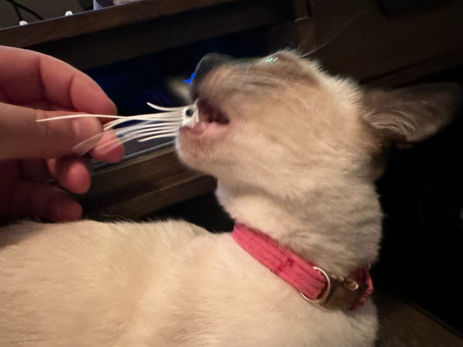 Loki's Whiskers -LEGO Tuxedo Cat Whiskers! Multiple Styles and Colors! -5 PAIRS!