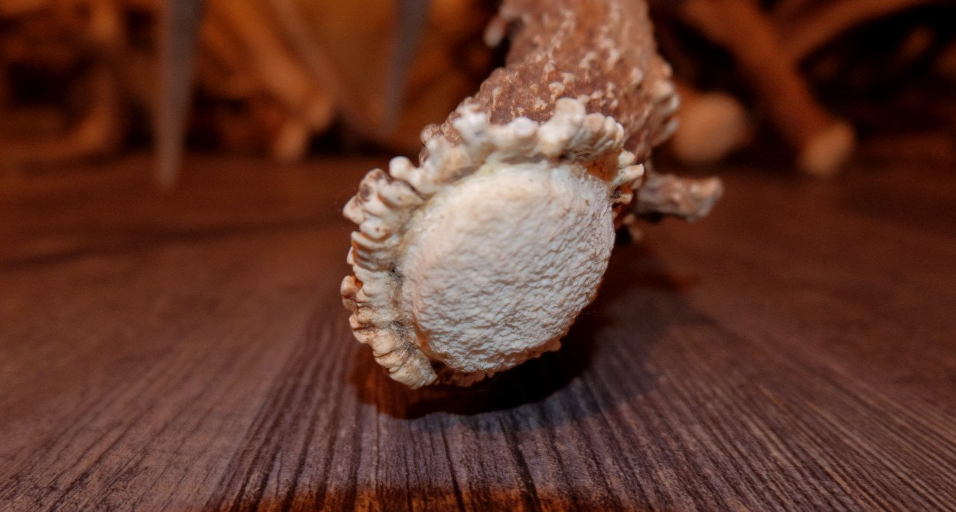 Whitetail Deer Antler - Deer Shed ~ Collectors