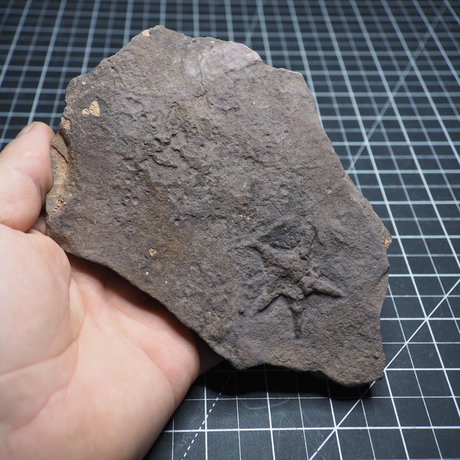 Starfish Feeding Track Ordovician Morocco