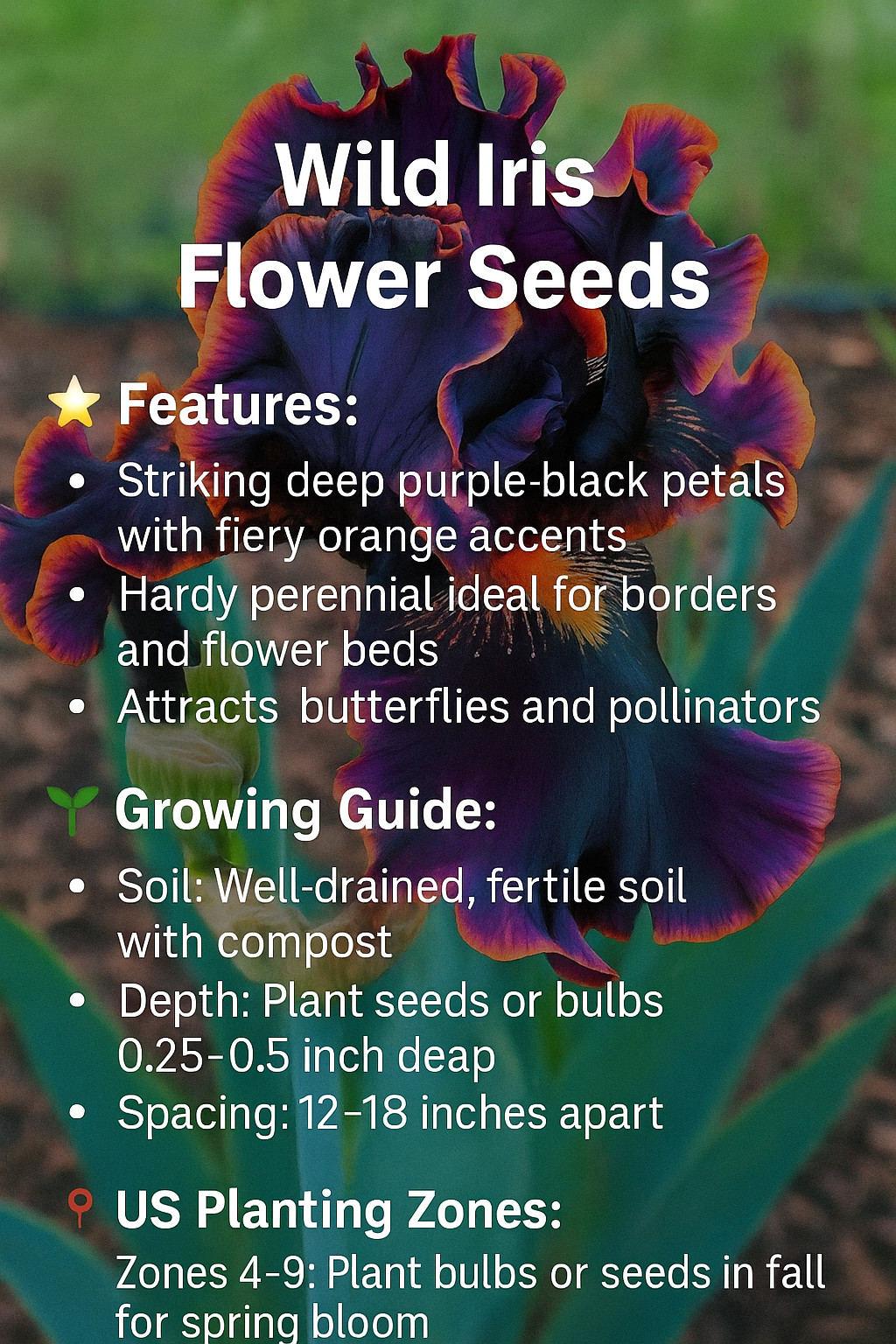 35 Rare Black Bearded Iris Flower Seeds – Striking Garden Blooms Purple-Orange