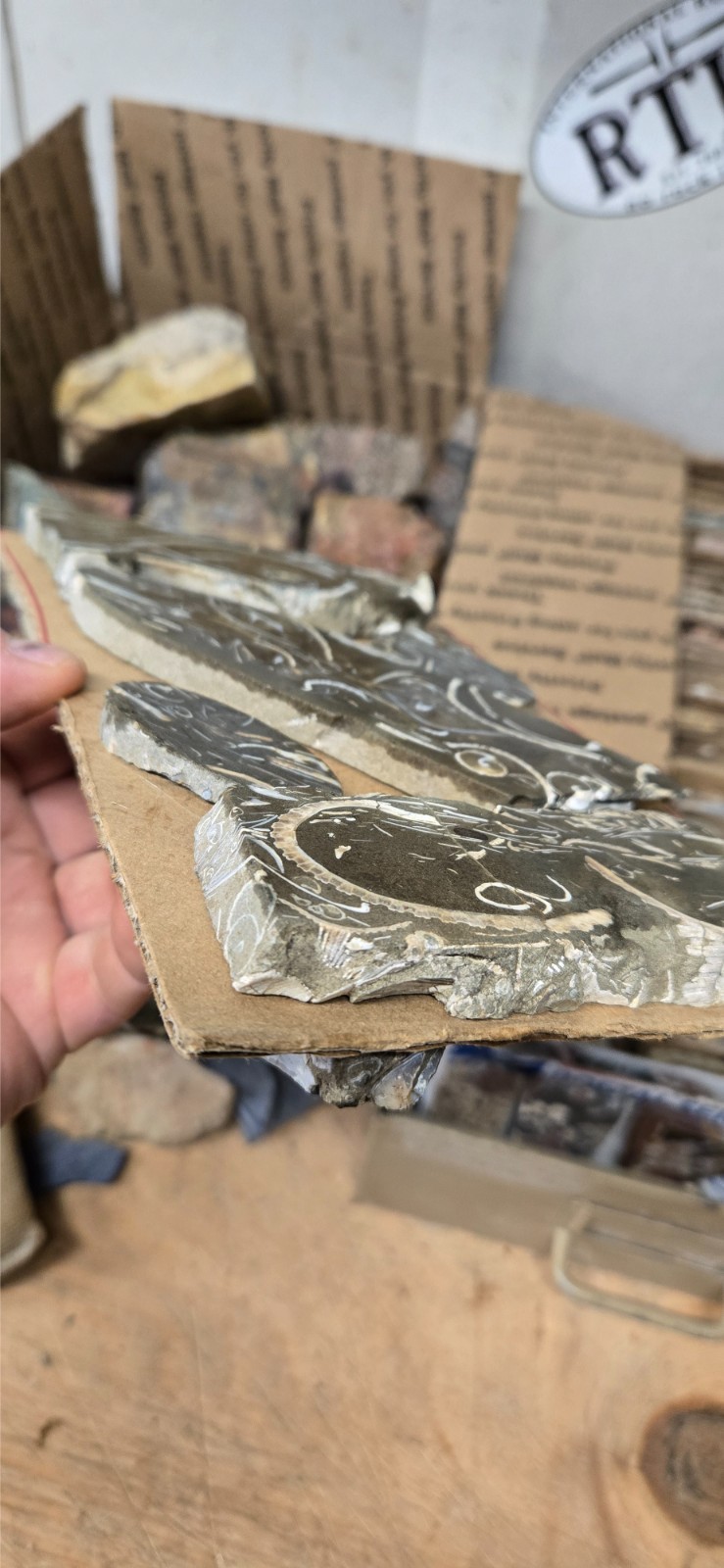 Purisma Formation Fossil Limestone, Cabochon Slabs Preforms 13 Pcs, Flat 135