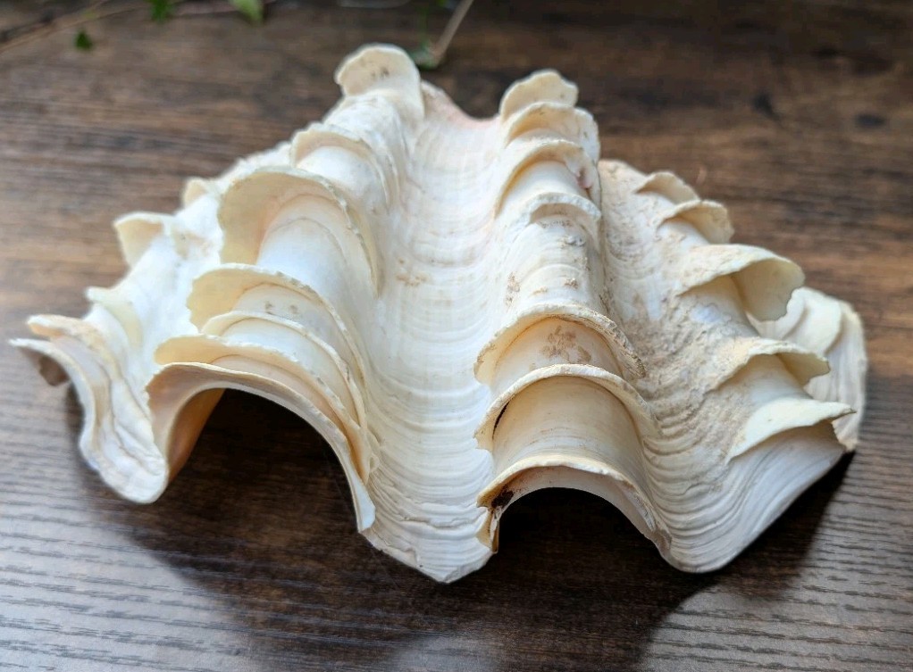 Large TRIDACNA SQUAMOSA Fluted Giant Clam Shell HALF 9x 6" Pink Tones. Beautiful