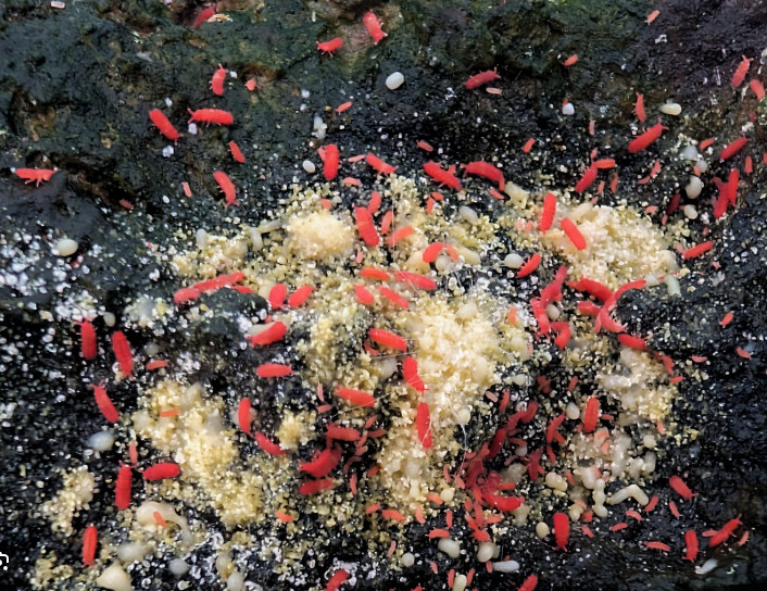 Thai Red / Florida Orange Springtail Terrarium Breeding Kit