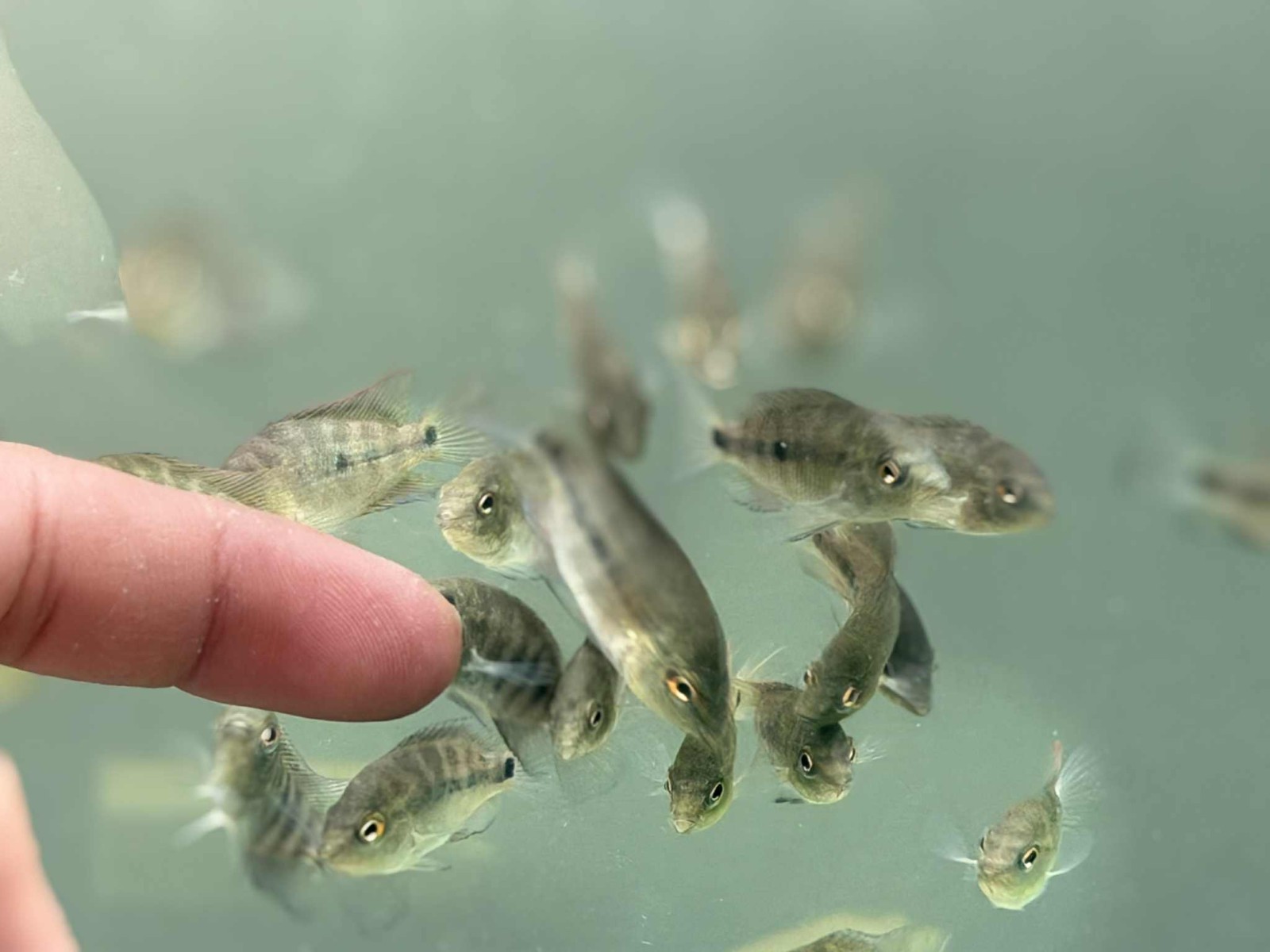 Premium Flowerhorn 1 Fry Super Red Monkey 1 inches-Buy 3 get 1 Free-A++++