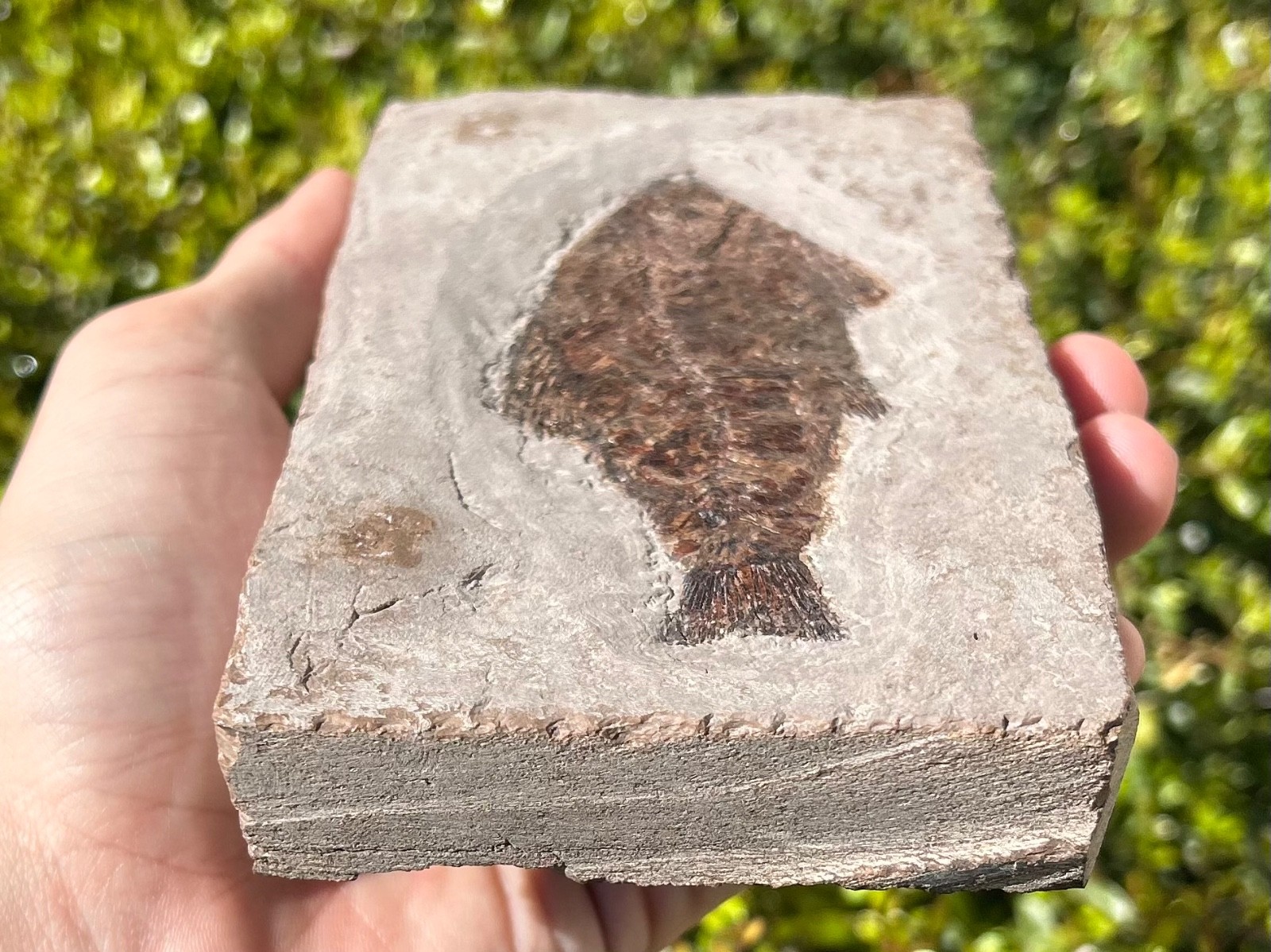 RARE Nebraska Fossil Fish Valentine Formation Skeleton Late Miocene Age