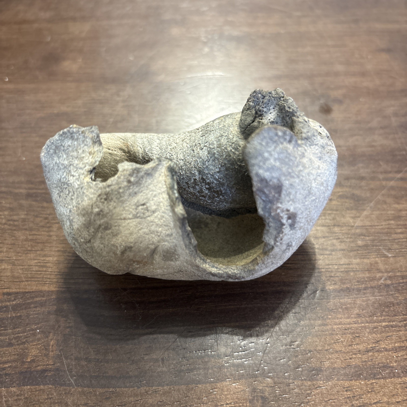 3 Inch Fossilized Whale Ear Bone Concave Rare