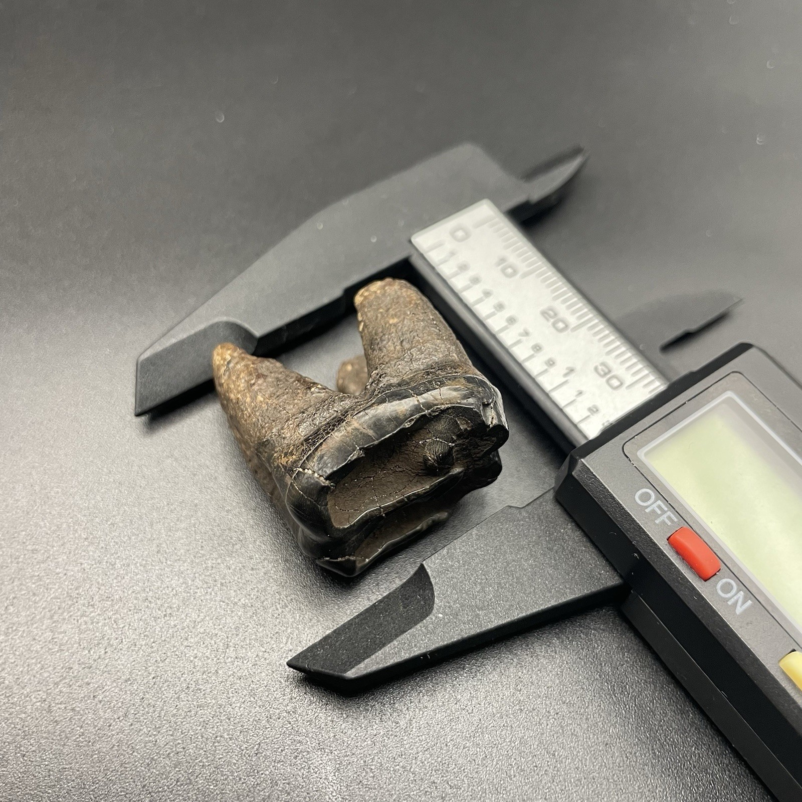 Tapir Tooth Pleistocene Age Mammal Fossil Peace River Florida Ice Age Molar