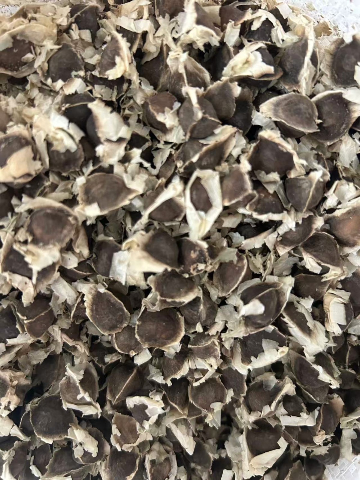 150+ Moringa Seeds (Moringa Oleifera) – Fast Growing Tree Seeds for Planting