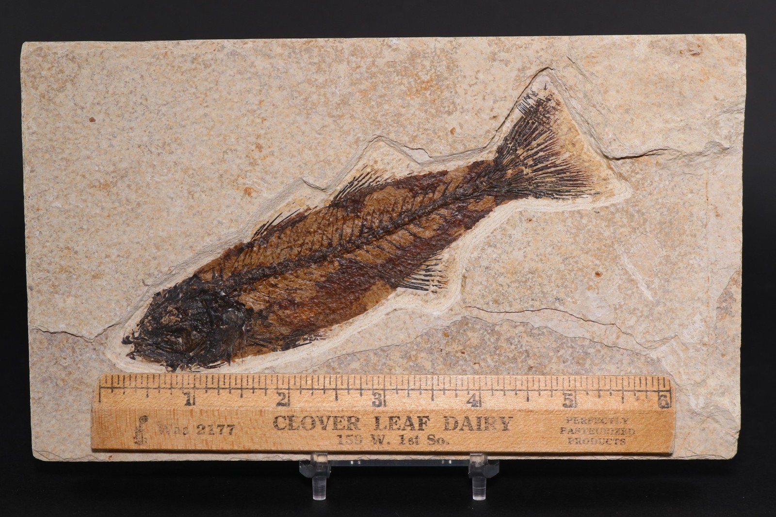 5.2" Mioplosus Fossil Fish Fossil Lake Green River Fm Wyoming WY COA 11858