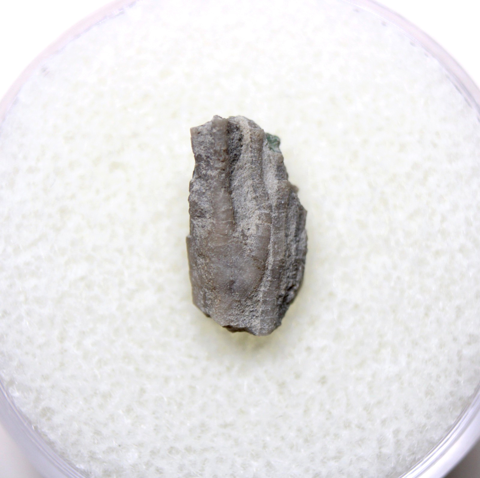 Dendrocrinus Crinoid Fossil Ordovician Kentucky Lexington Limestone