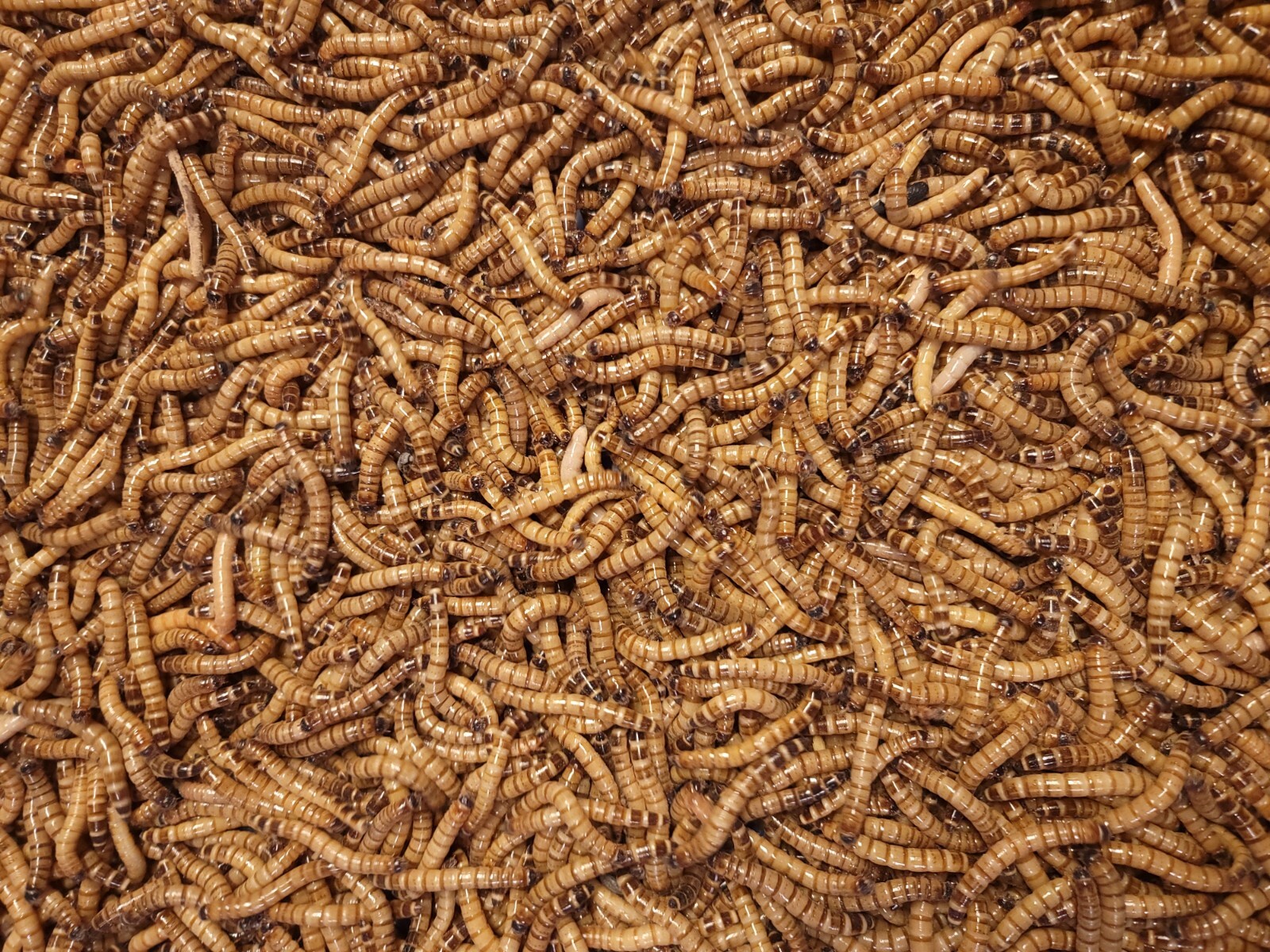 Predator Foods Superworms / King Worms Large 1.5 in - 1.75 in