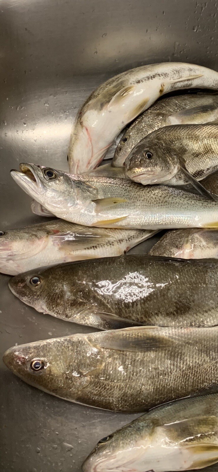 hi - low Pompano rig # 2/0 circle hook 30 lb camo monofilament (4 Rigs)