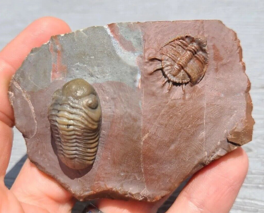 Top prep Basseiarges and Austerops  fossil Devonian from Jorf beautiful color