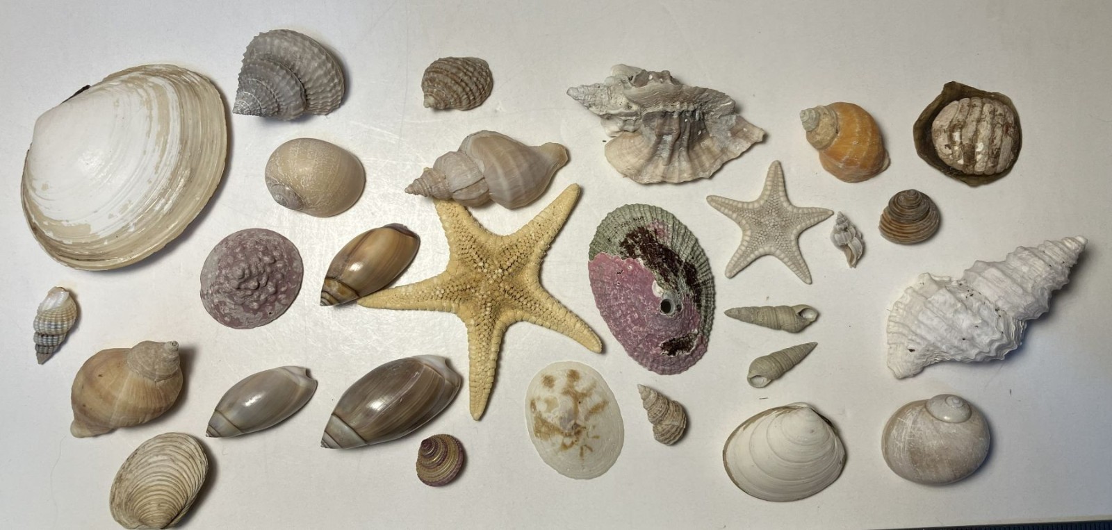 Alaska Shell Collection. Collected in SE Alaska. Mix of small shells and Inverts