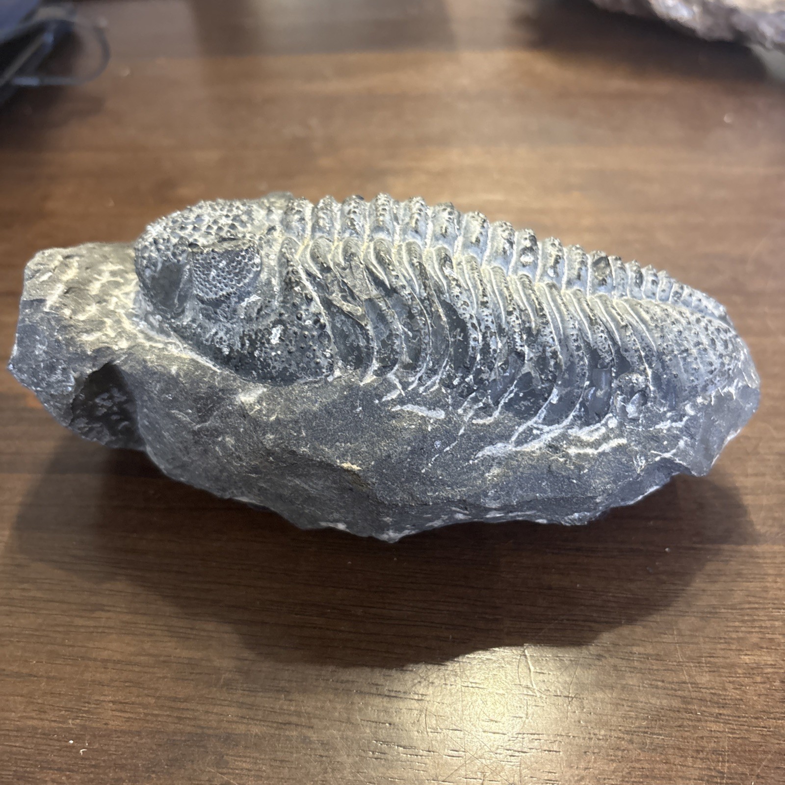 Trilobite In Matrix Paleozoic Fossil 300 Million Yrs Large