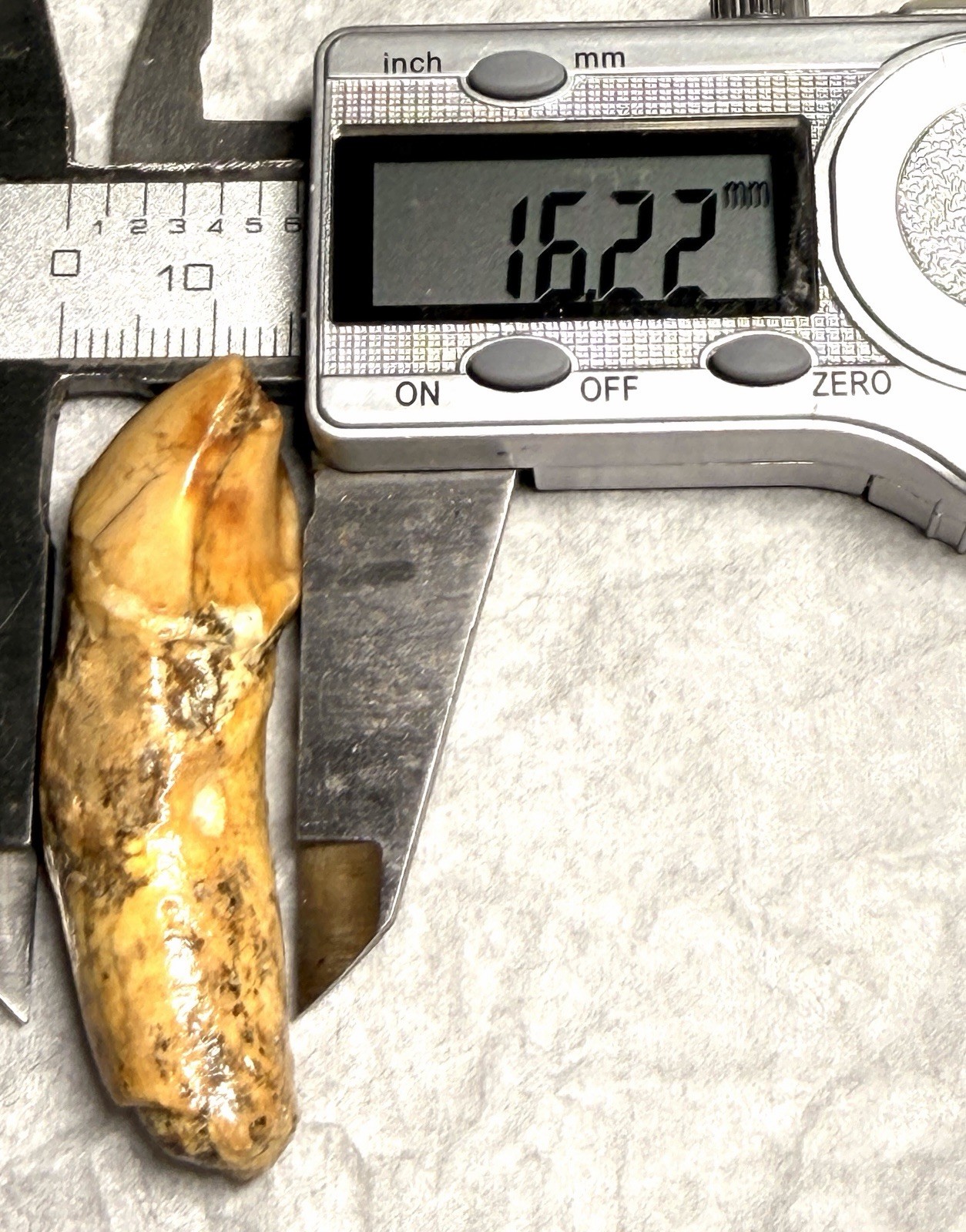 👀 Fantastic Rare Romanian Cave Bear Canine Tooth Fossil, Ursus Spelaeus ✨🔥