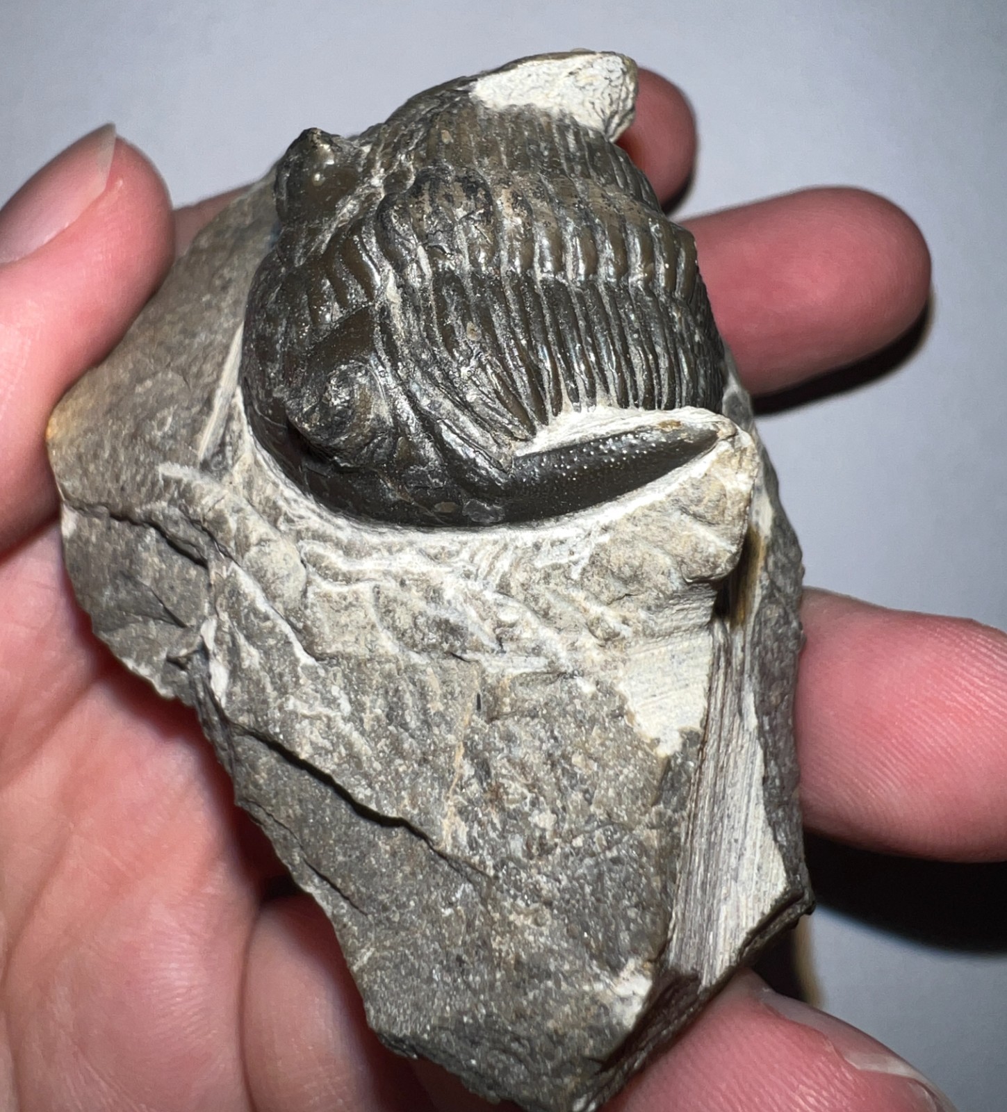 Moroccan Pre Dinosaur Fossil TRILOBITE HOLLARDOPS 1.75 INCHES!!