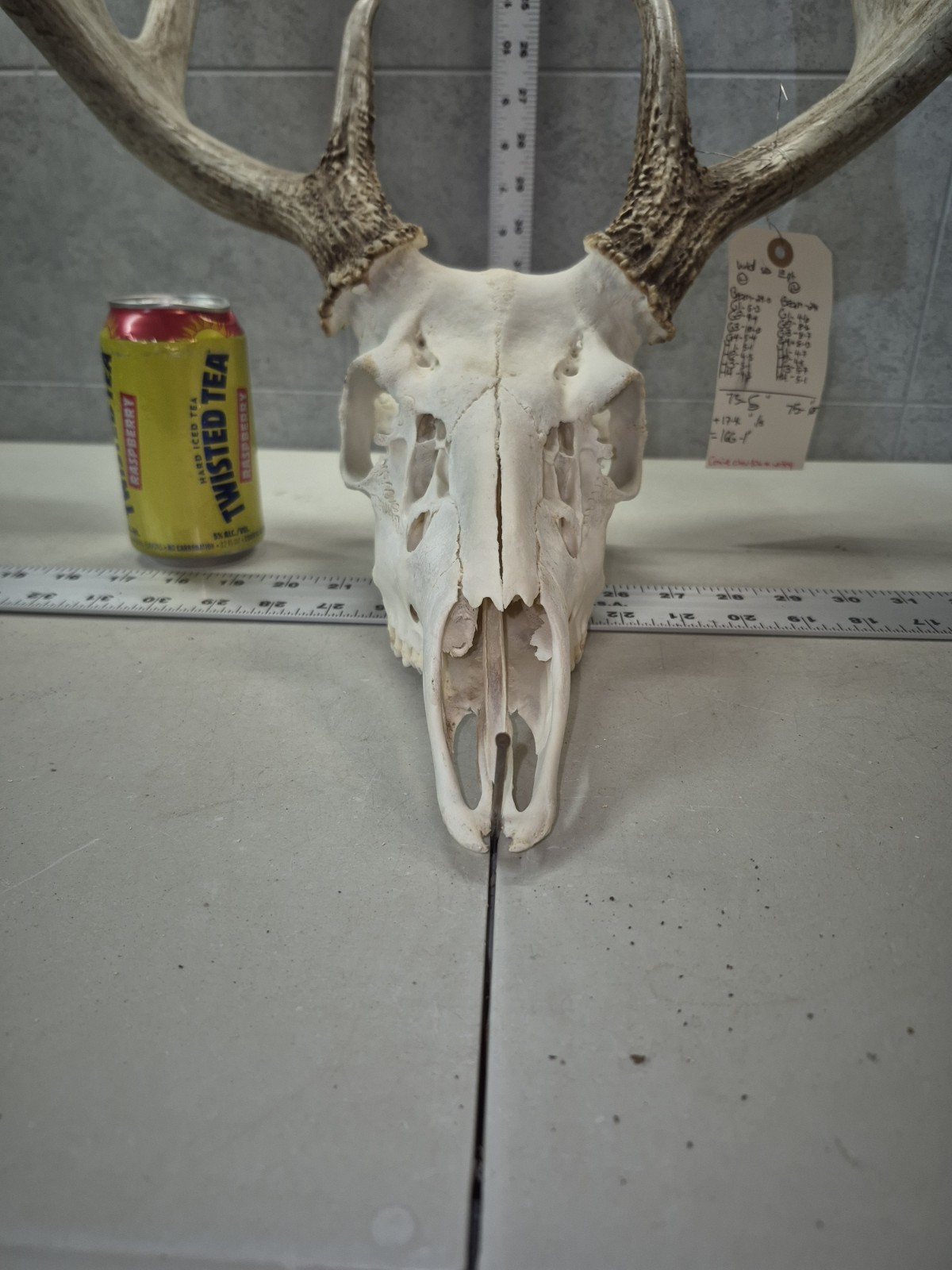 HUGE Wild 10pt 166" Whitetail Deer Skull European Decor Man Cave Taxidermy Buck