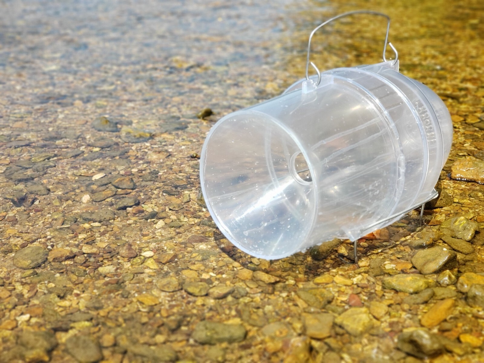 Clear Plastic minnow trap with free shipping in the USA