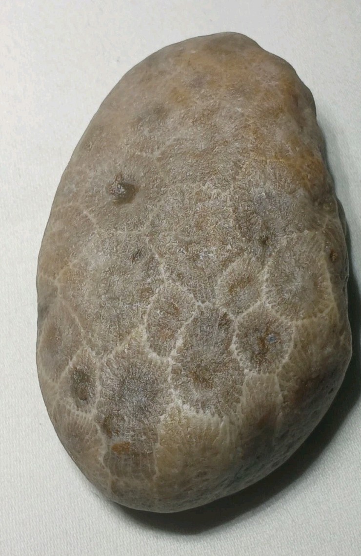 Natural Michigan Petoskey Stones • 4pc Unploshed • Great Lakes Fossil Coral