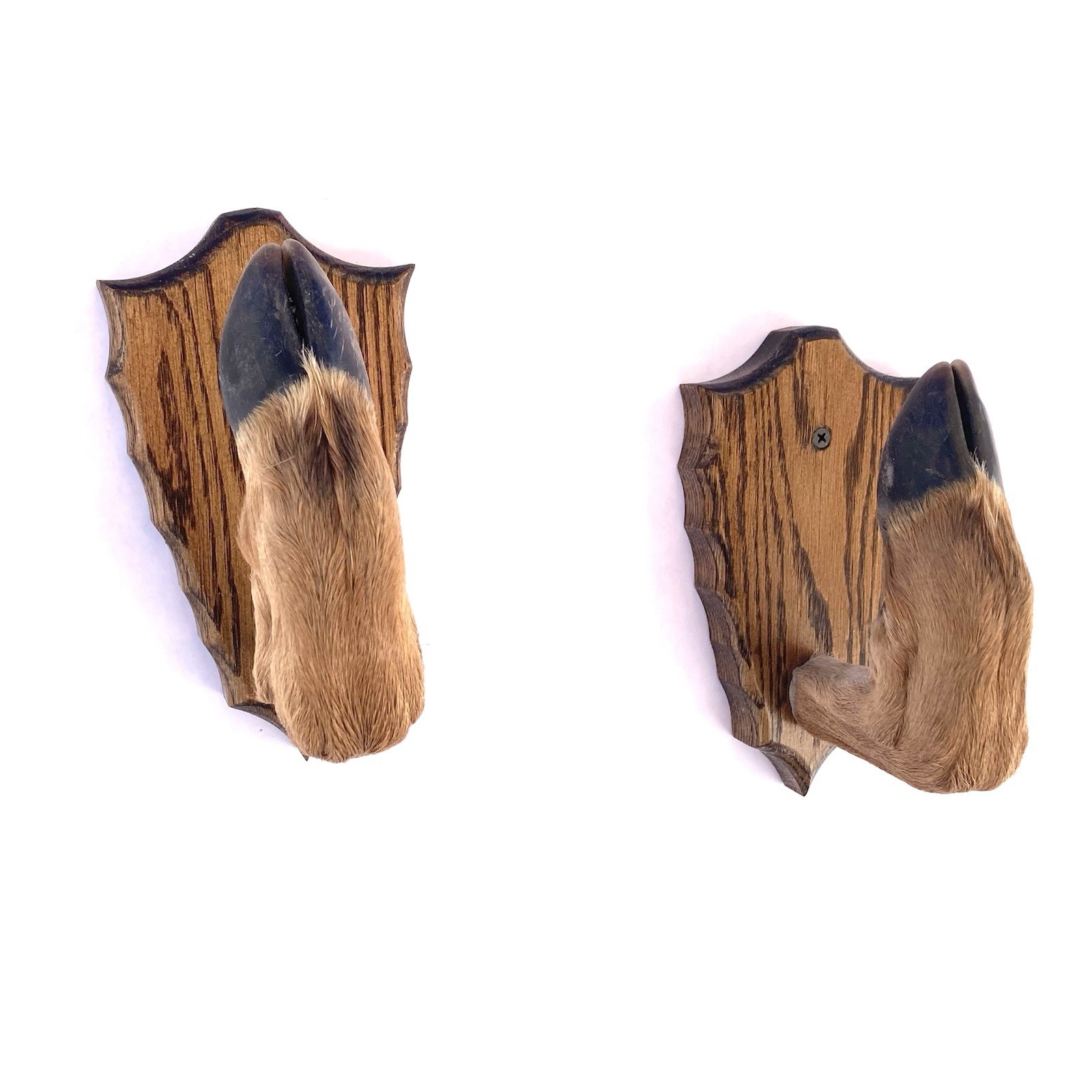 Taxidermy Deer Hoof Foot Feet Gun Rack on Oak Arrowhead Plaques Gunrack