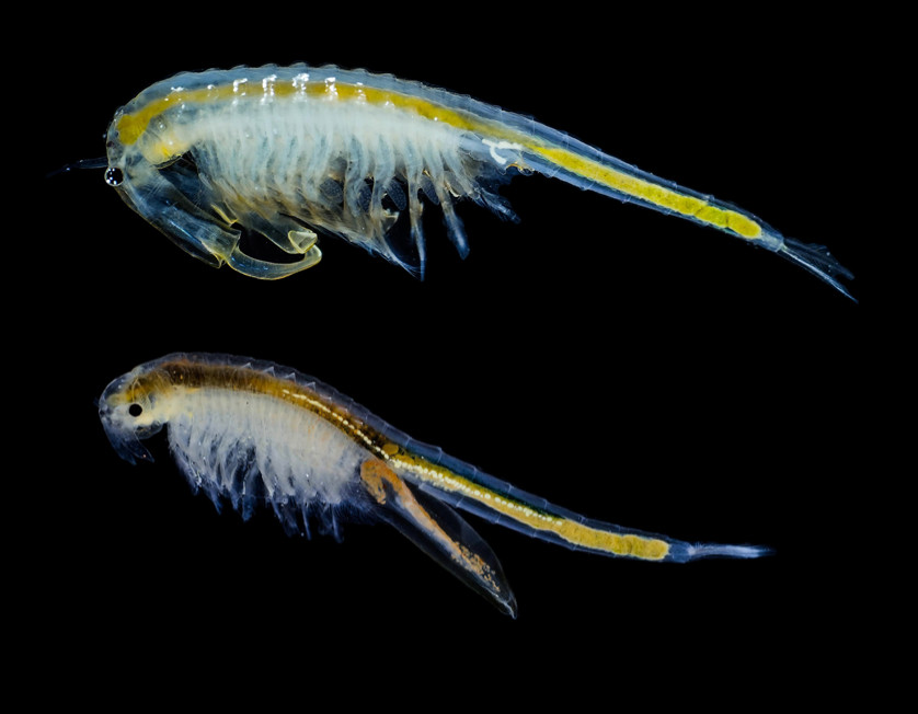 Fairy Shrimp Eggs: Branchinecta lindhali