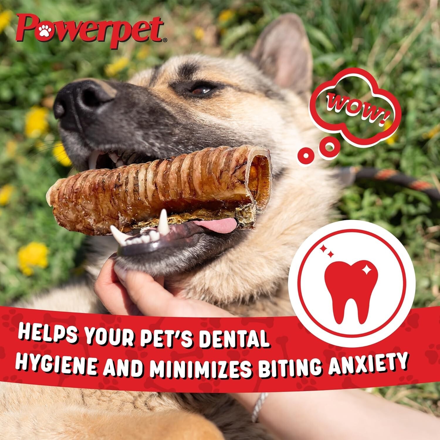 6 INCH Beef Trachea- BULK- Natural Dog Chew-100% BRC CERTIFIED