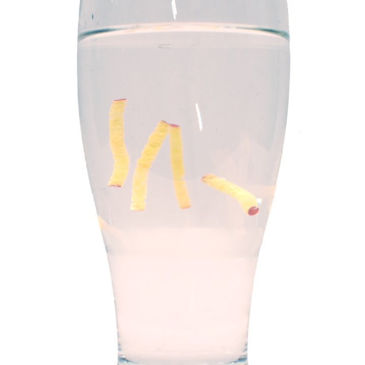 4 INSTANT MAGGOT WORMS - Prank Drink Magic Trick Gag Novelty Joke