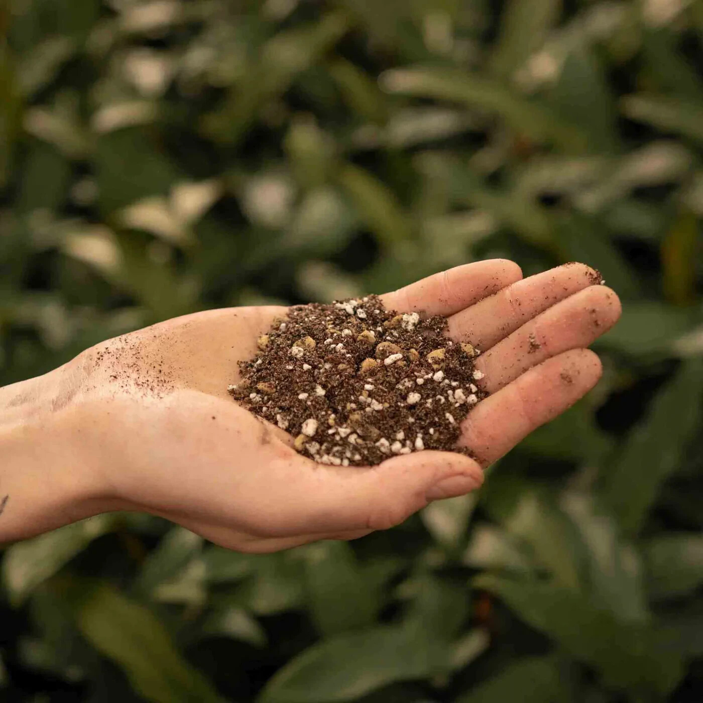 Succulent & Cactus Plant Potting Soil Mix Peat Moss & Perlite, 1 quart - 4 gal