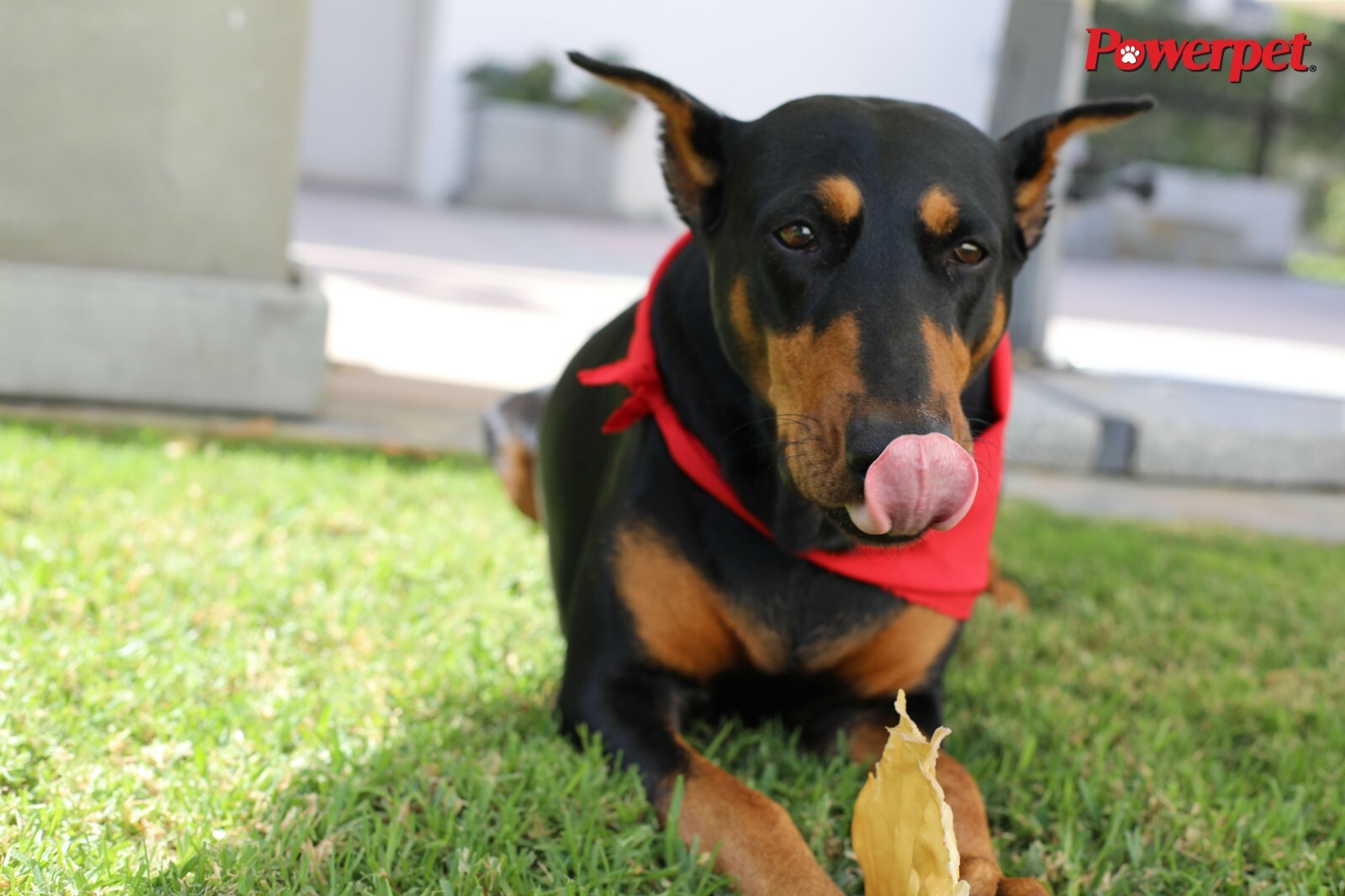 All Natural Beef Cow Ears DOG Treats in bulk Natural Flavor