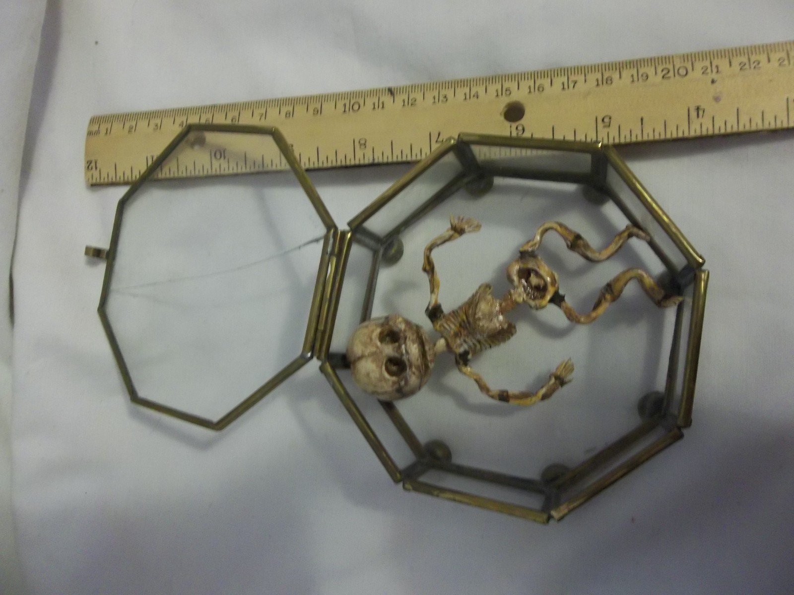 12 Week Fetus/Fetal Skeleton Curvature of Limbs Oddity Curiosity Sideshow Gaff