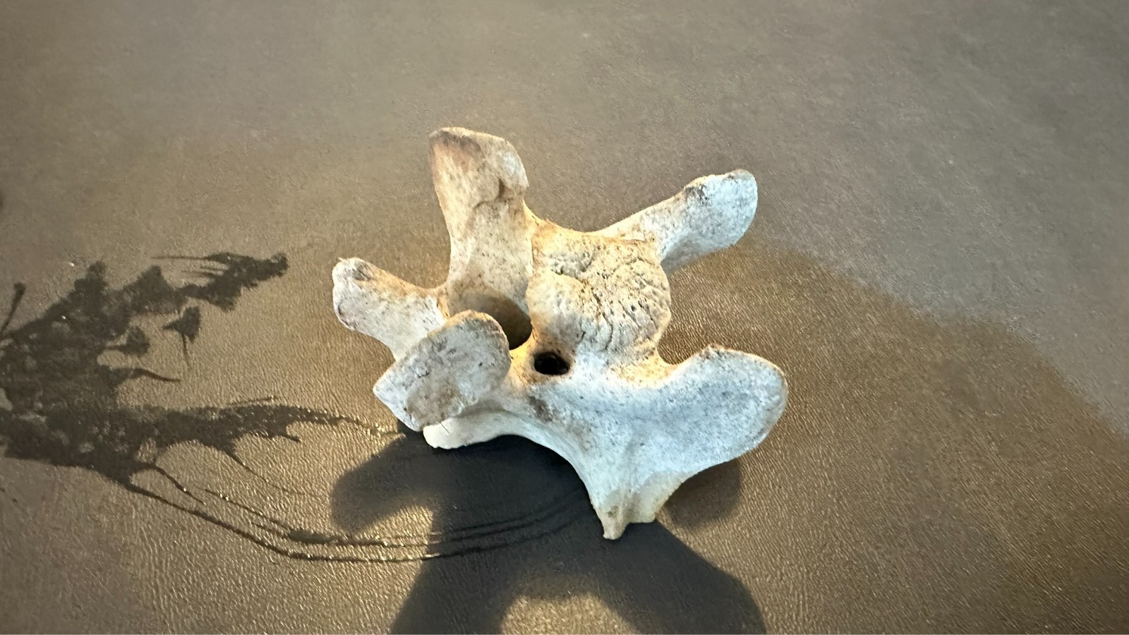 Large Animal Mammal Deer Vertebrae Smiling Bone Arts Crafts Spine Fossil