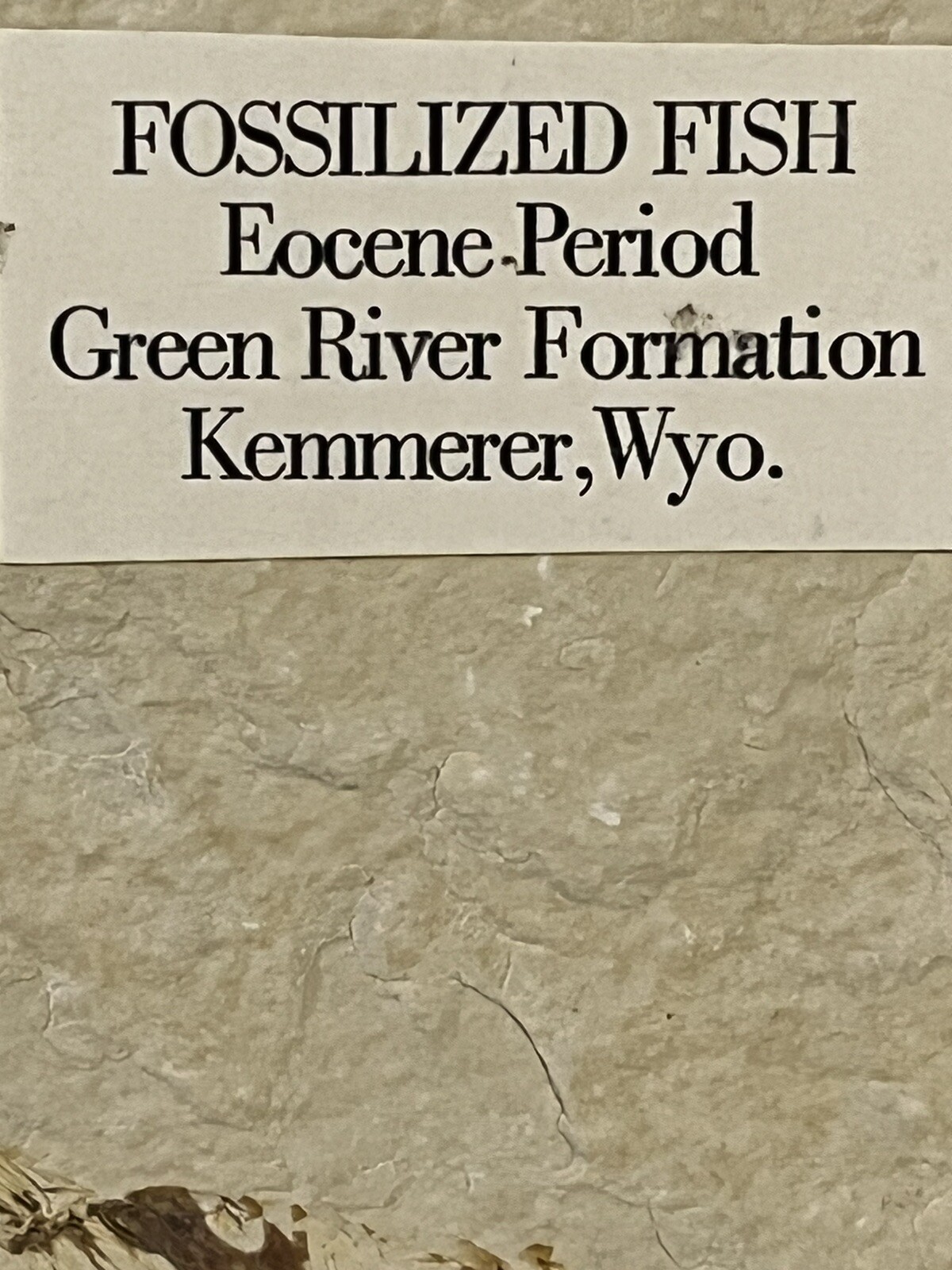 Fossil Fish Eocene Period - Green River Formation Kemmerer Wyoming Double Fossil