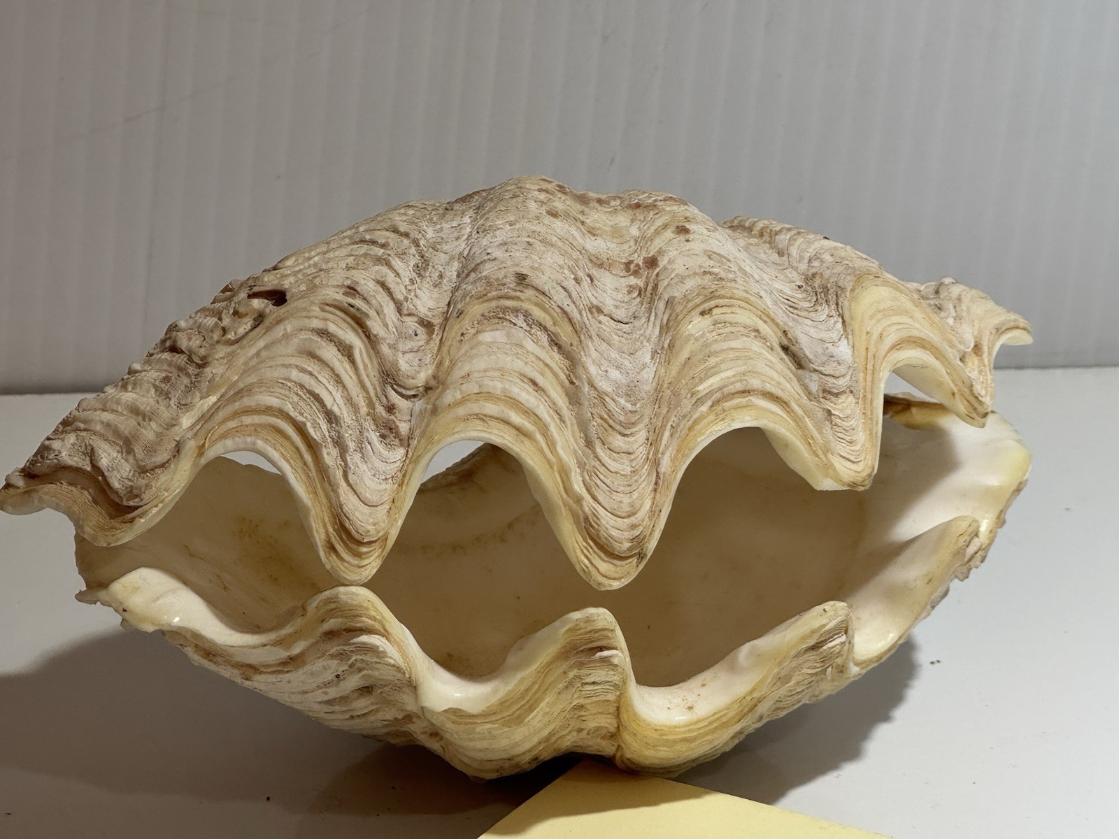 Clam Shell Tridacna Gigas Set Pair Both Valves 6” Complete