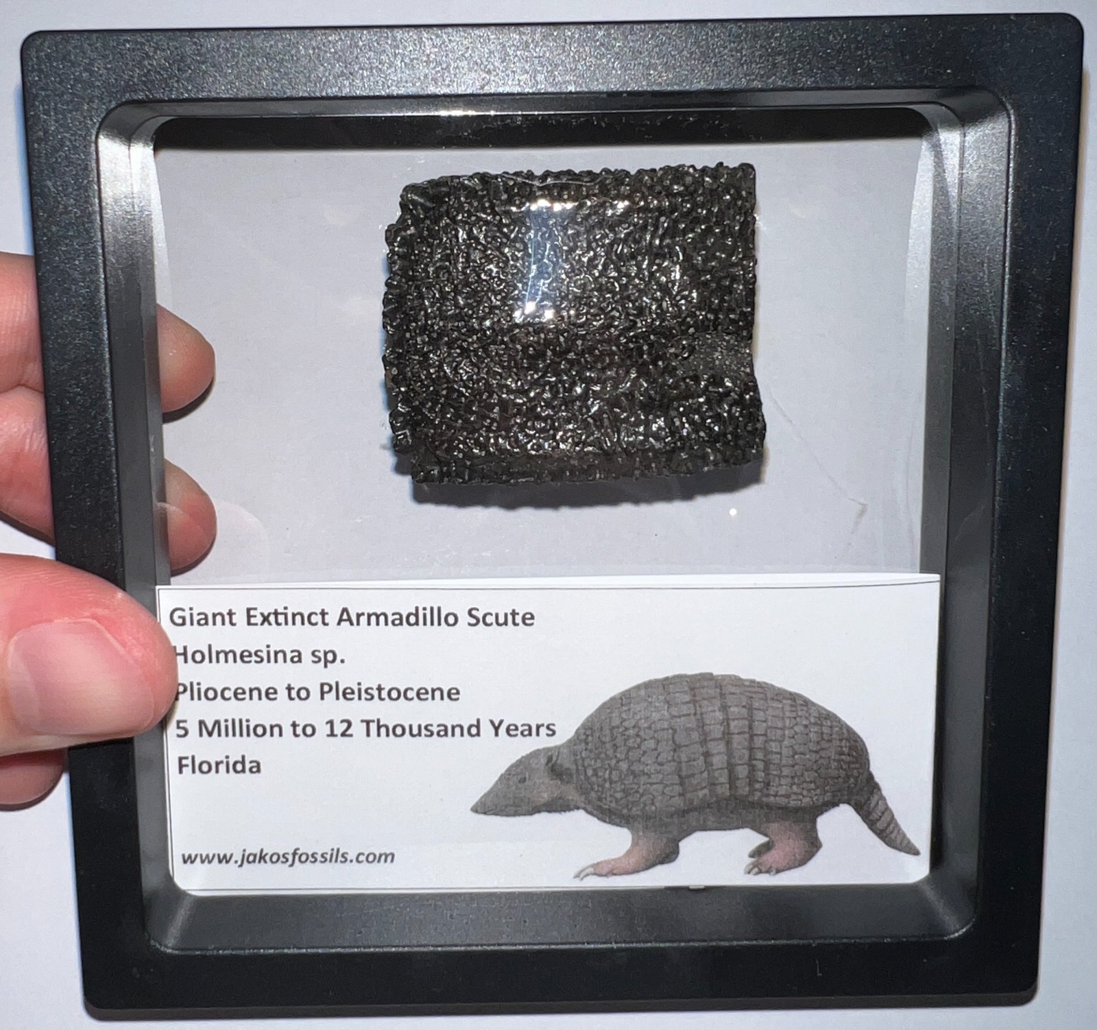 RARE Ice Age Fossil HOLMESINA GIANT ARMADILLO Scute Bone Armor Lot ONE PER ORDER