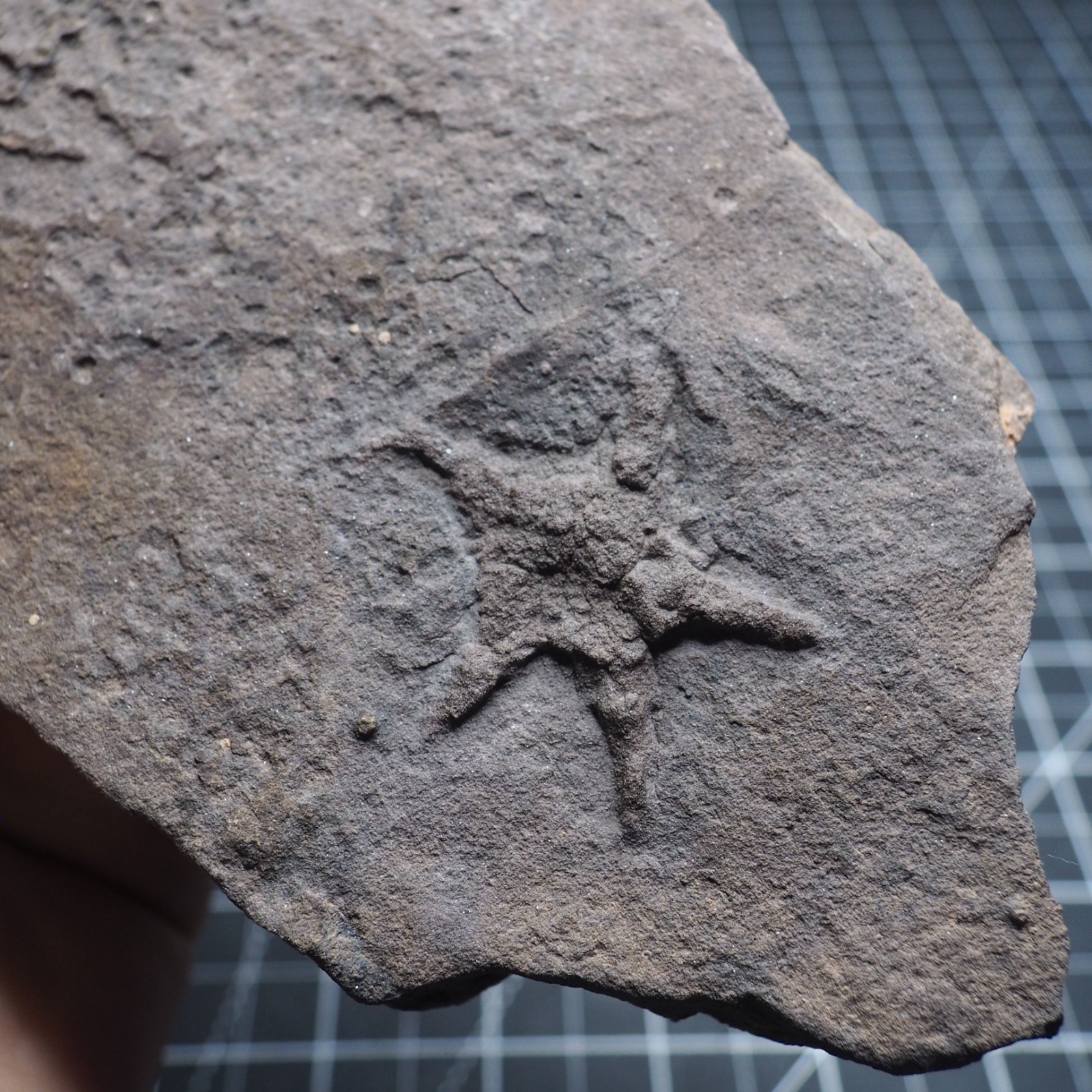 Starfish Feeding Track Ordovician Morocco