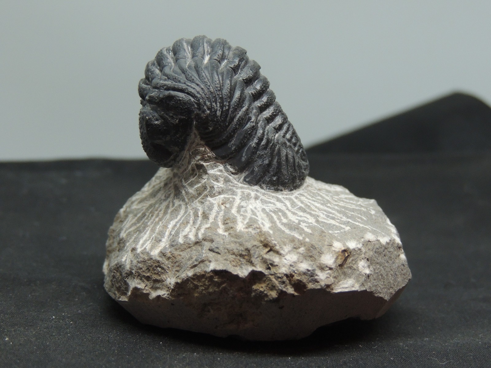 Devonian Phacops Fossil Trilobite 2  1/4" wide (t-4)