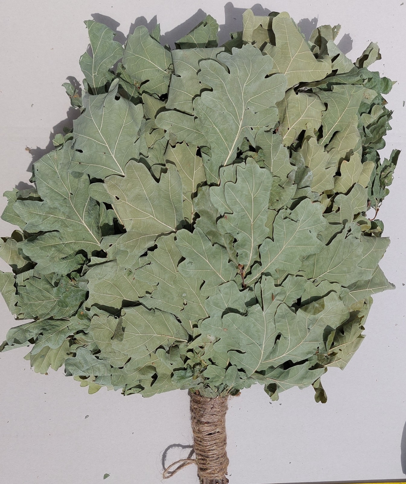 18st Oak brooms+herbs sauna banya venik whisks Eiche eco 2025 Ukrainian free shi