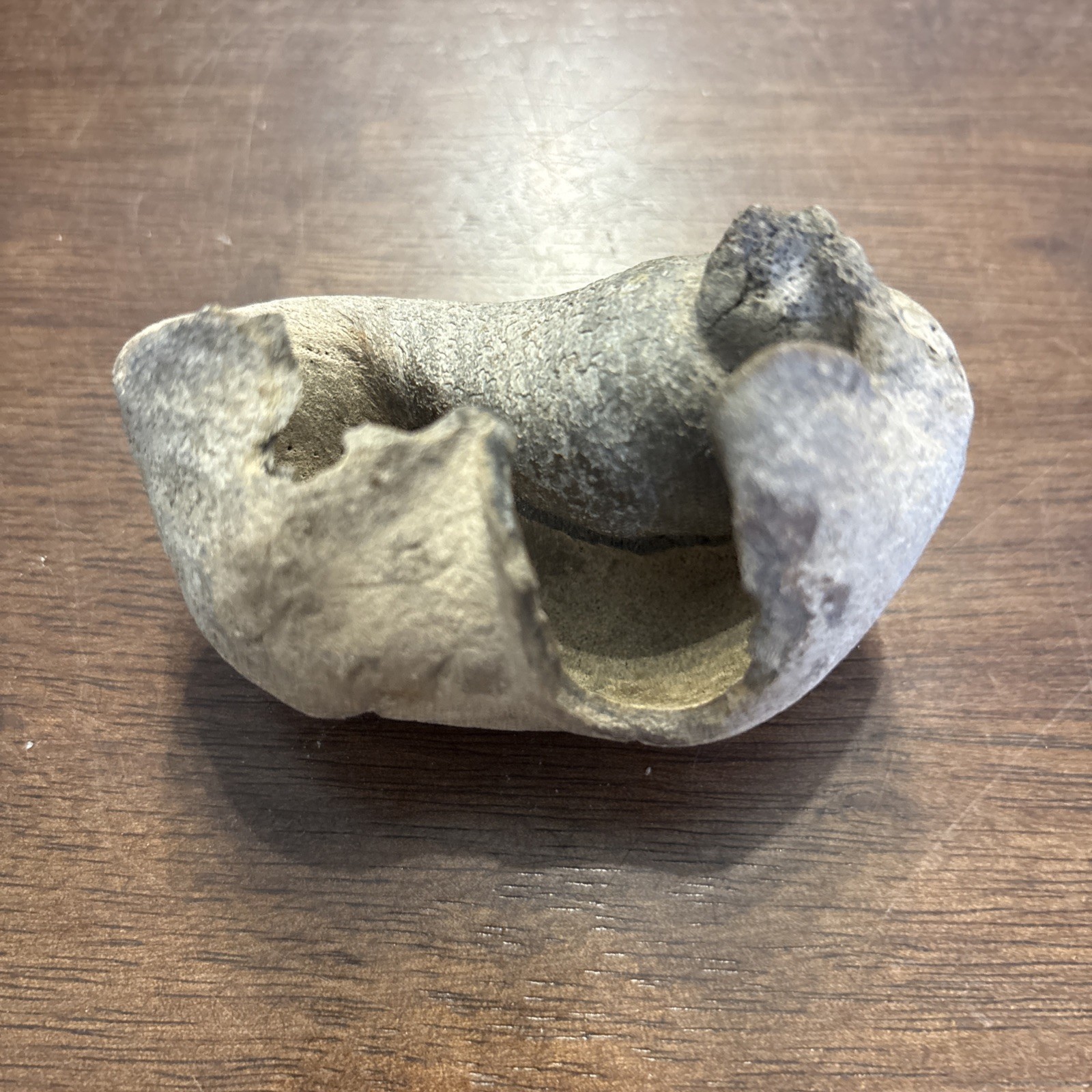 3 Inch Fossilized Whale Ear Bone Concave Rare