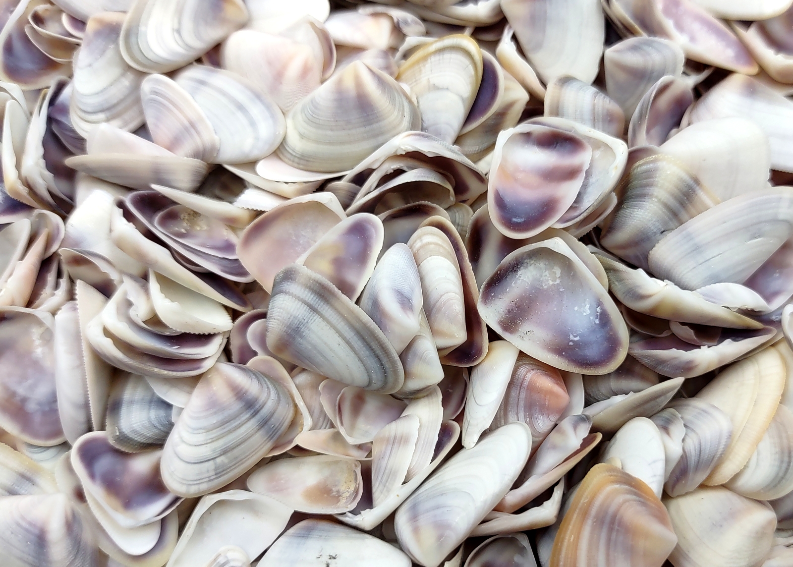 Coquina Clam Seashells Blue Violet (approx. half cup +/-150 shells 0.25+ inches)