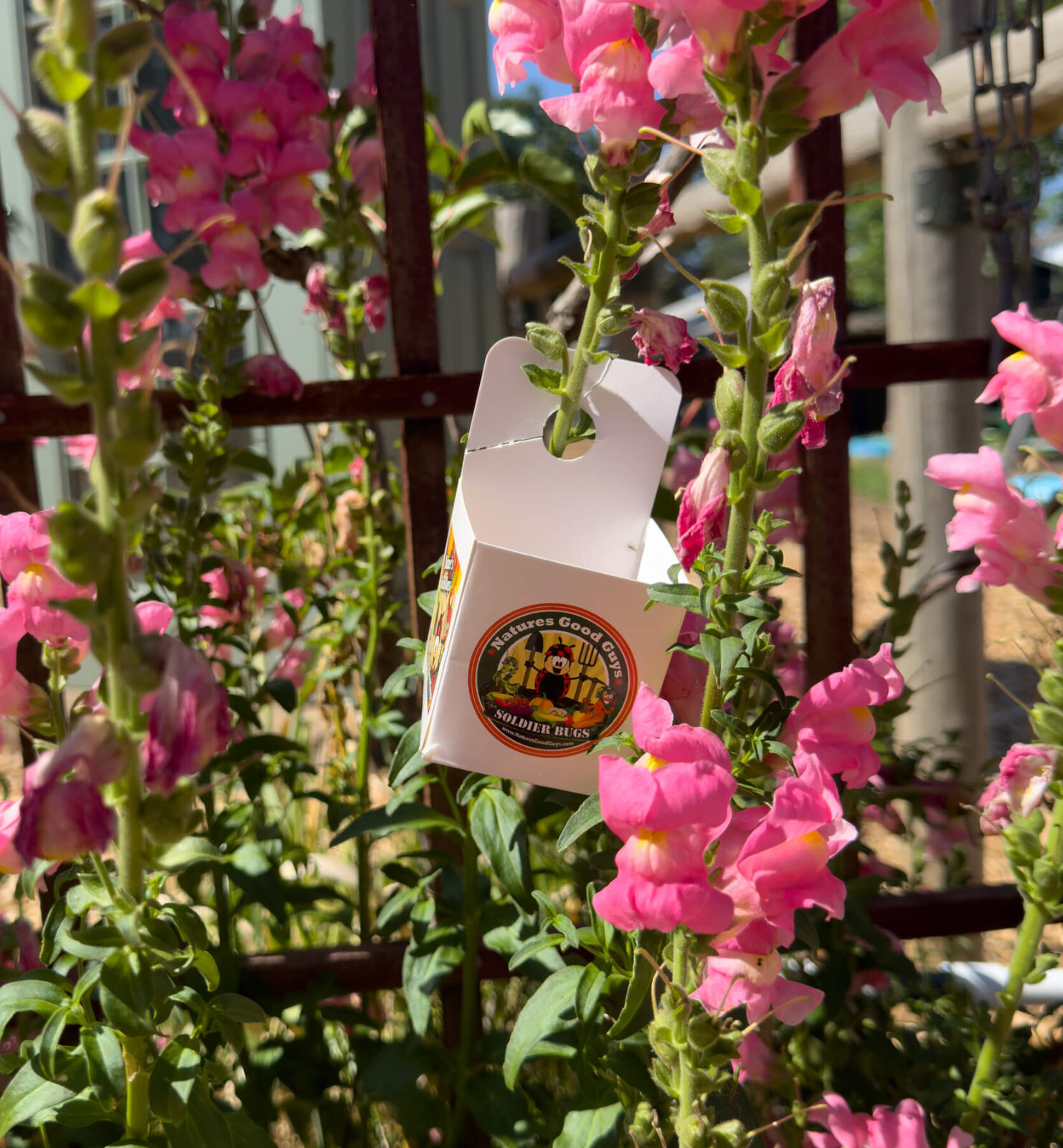 Green Lacewing Eggs in Rice Hulls - 1,000 Count - Aphid Exterminator