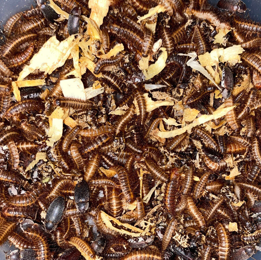 Dermestid Beetles - Starter Colony x250 QTY - Cleanup Crew & Taxidermy